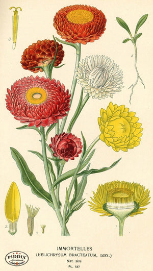 Flowers Pdxc3986 Color Illustration