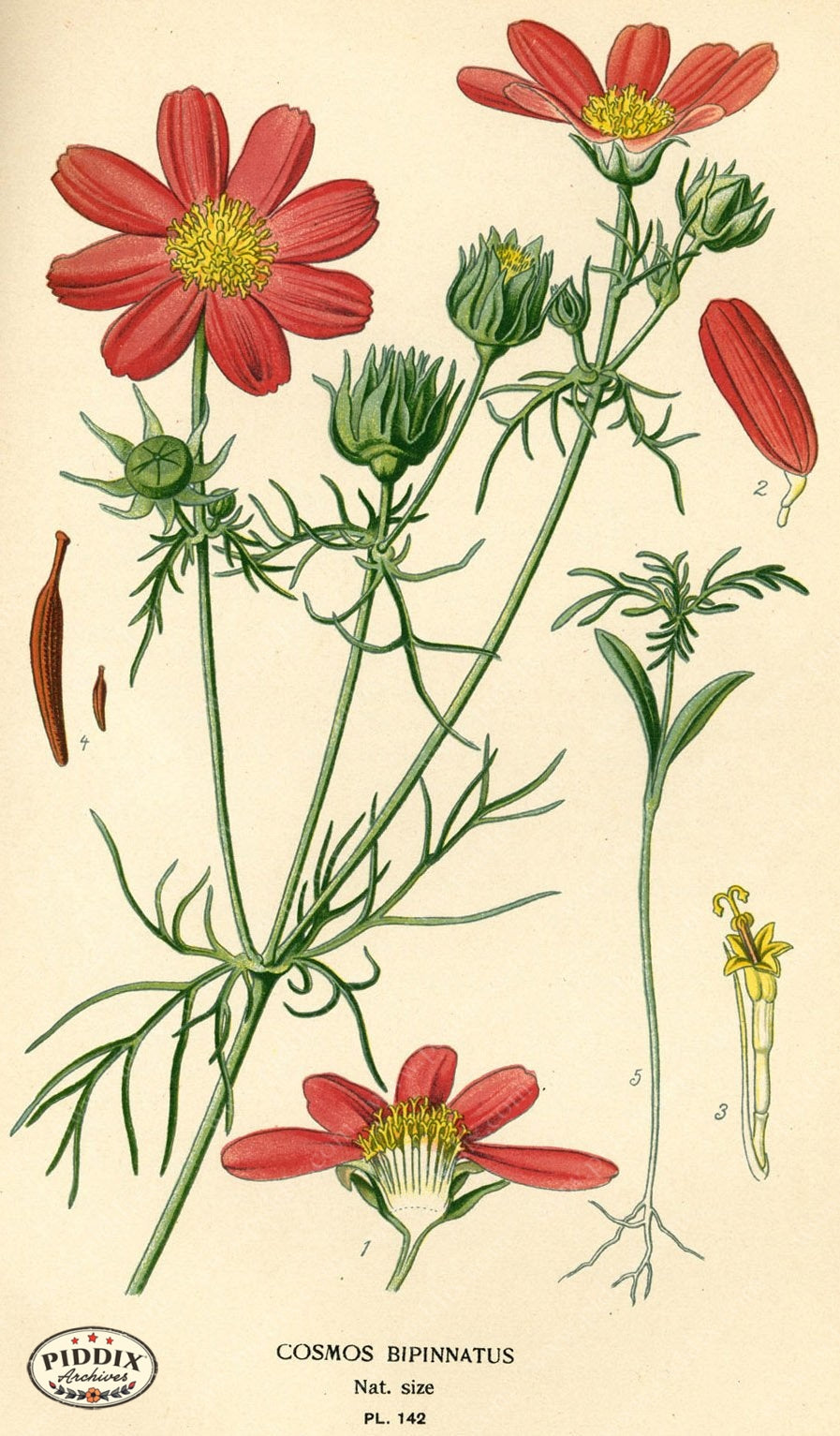 Flowers Pdxc3987 Color Illustration