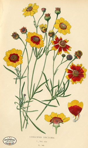 Flowers Pdxc3988 Color Illustration