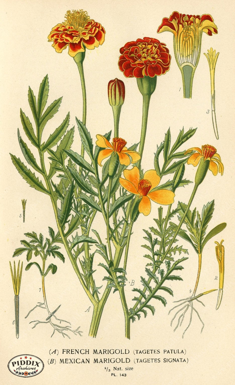 Flowers Pdxc3989 Color Illustration
