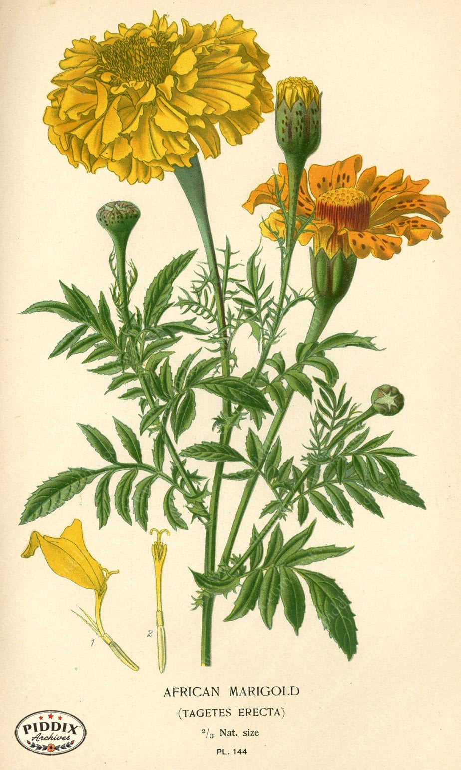 Flowers Pdxc3990 Color Illustration