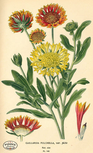 Flowers Pdxc3991 Color Illustration