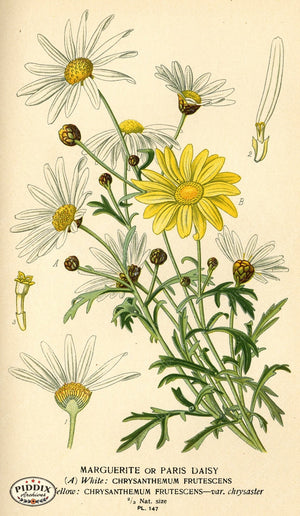 Flowers Pdxc3993 Color Illustration