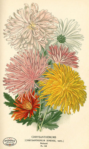 Flowers Pdxc3994 Color Illustration