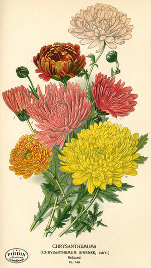 Flowers Pdxc3995 Color Illustration