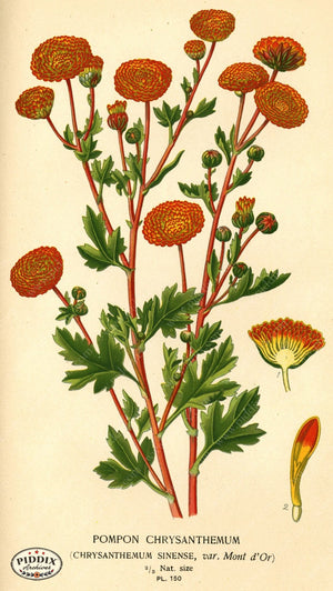 Flowers Pdxc3996 Color Illustration