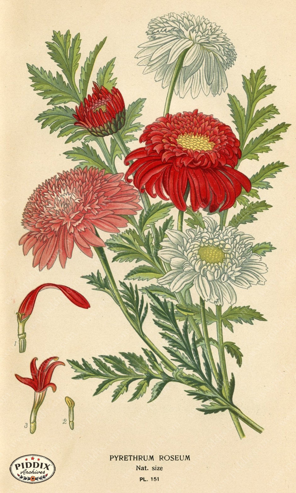 Flowers Pdxc3997 Color Illustration