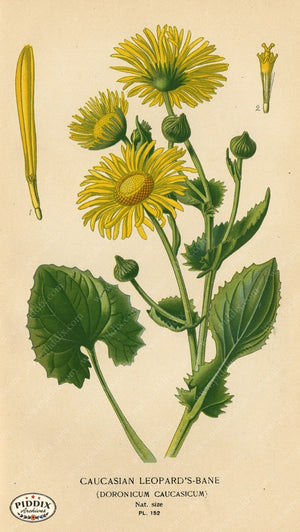 Flowers Pdxc3998 Color Illustration