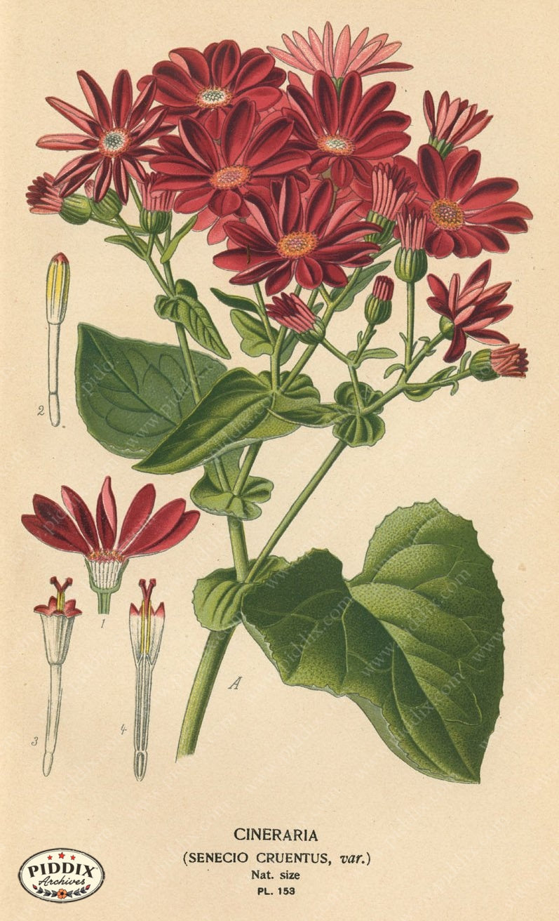 Flowers Pdxc3999 Color Illustration
