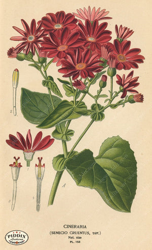 Flowers Pdxc3999 Color Illustration