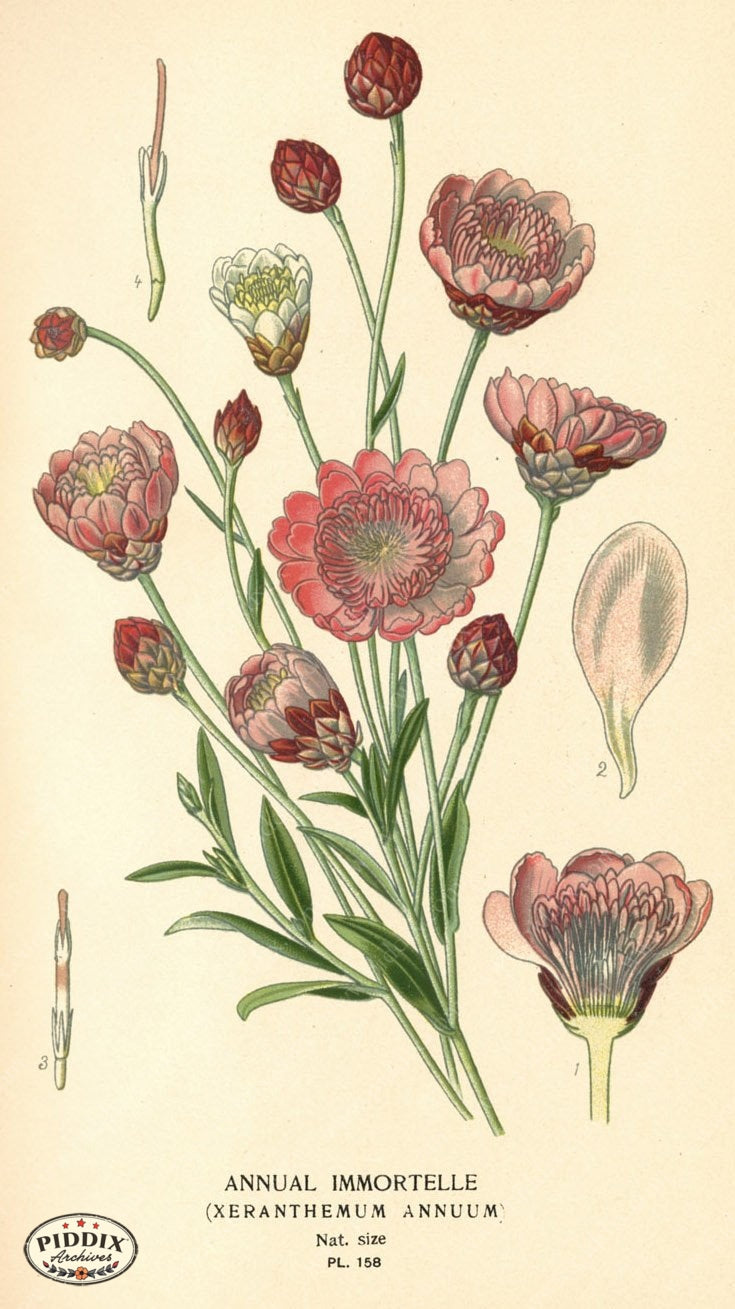 Flowers Pdxc4007 Color Illustration