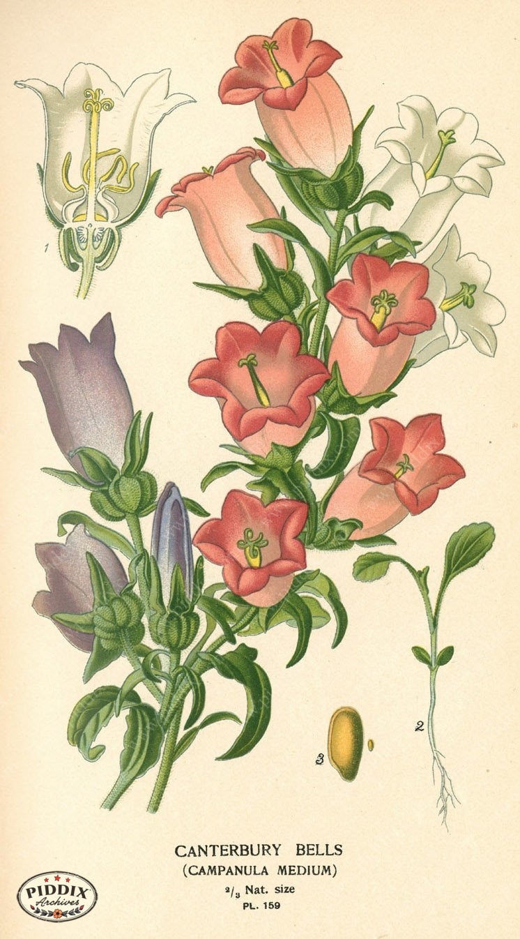 Flowers Pdxc4008 Color Illustration