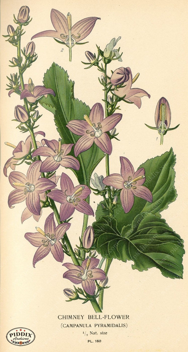 Flowers Pdxc4009 Color Illustration