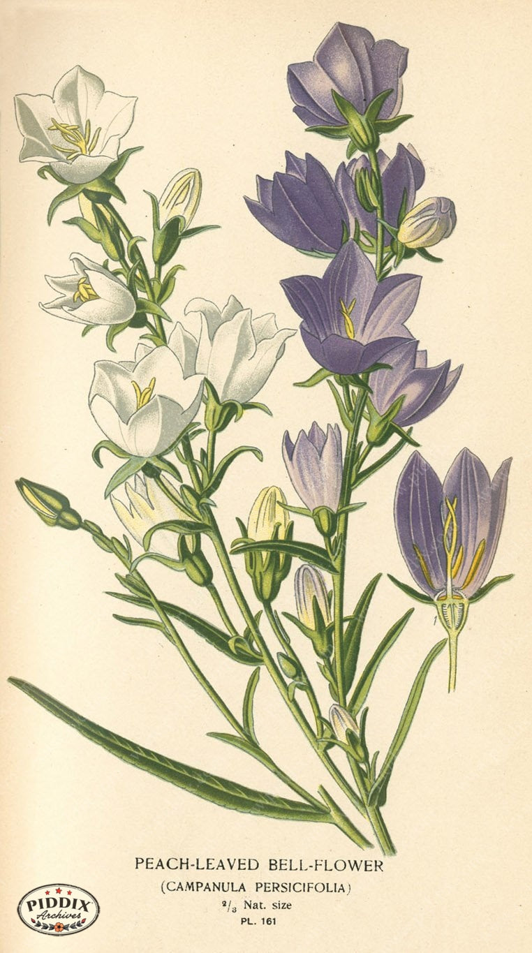 Flowers Pdxc4010 Color Illustration