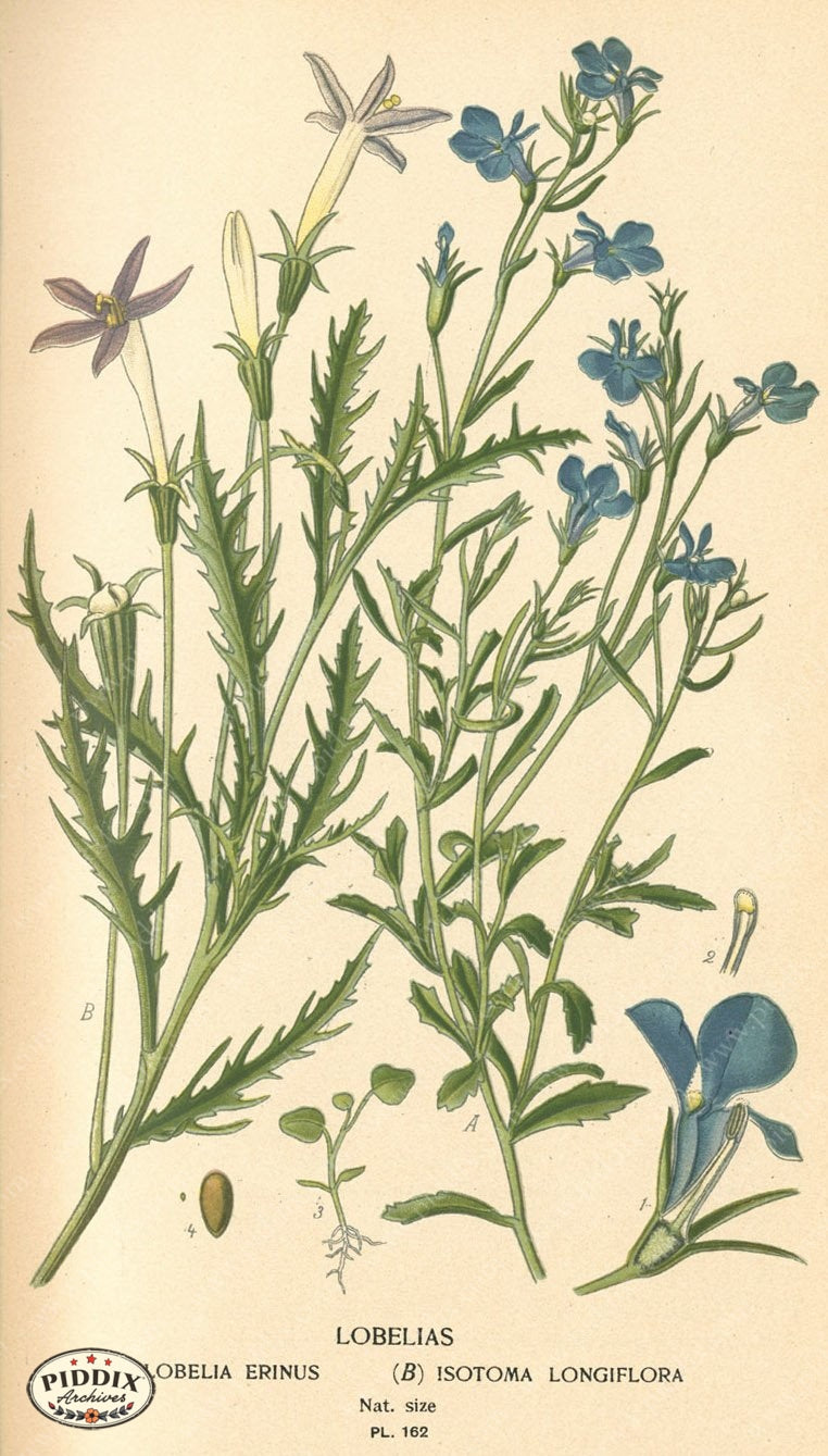 Flowers Pdxc4011 Color Illustration