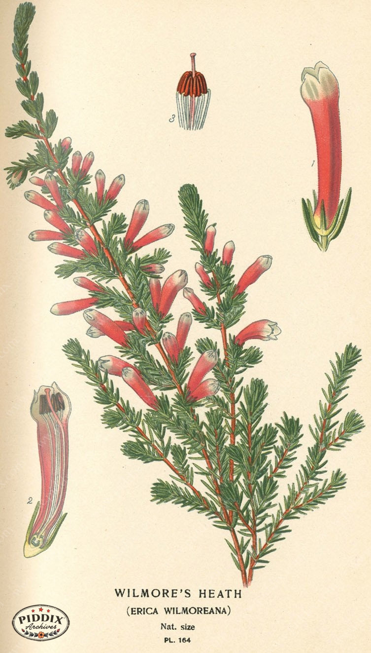 Flowers Pdxc4013 Color Illustration