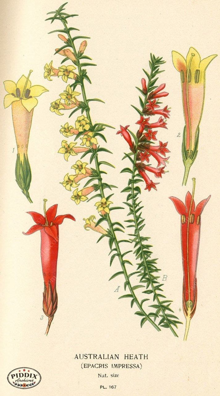 Flowers Pdxc4015 Color Illustration