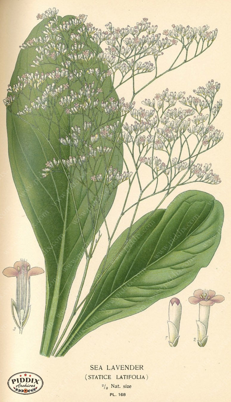 Flowers Pdxc4016 Color Illustration