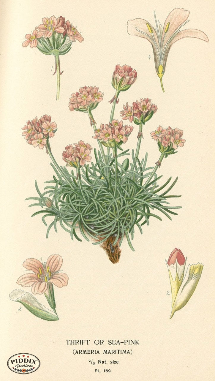 Flowers Pdxc4017 Color Illustration