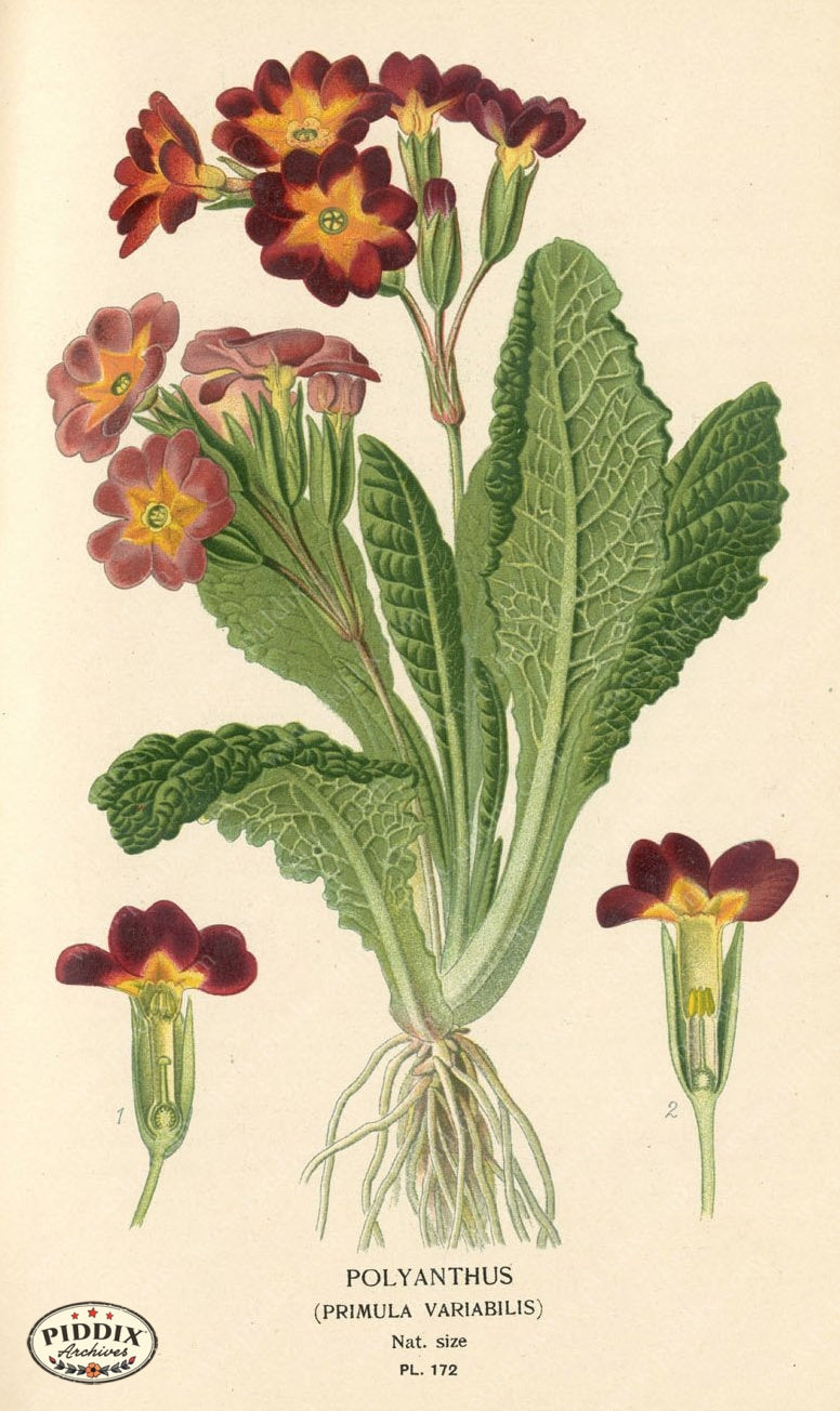 Flowers Pdxc4020 Color Illustration