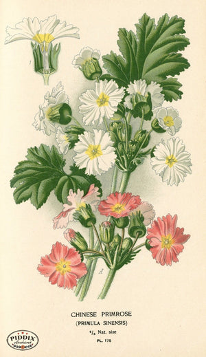 Flowers Pdxc4023 Color Illustration