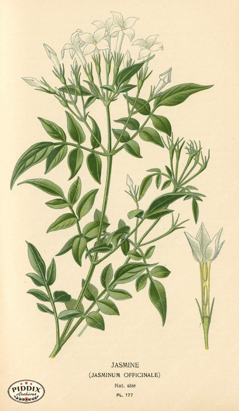 Flowers Pdxc4025 Color Illustration