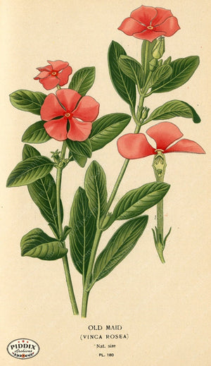 Flowers Pdxc4027 Color Illustration