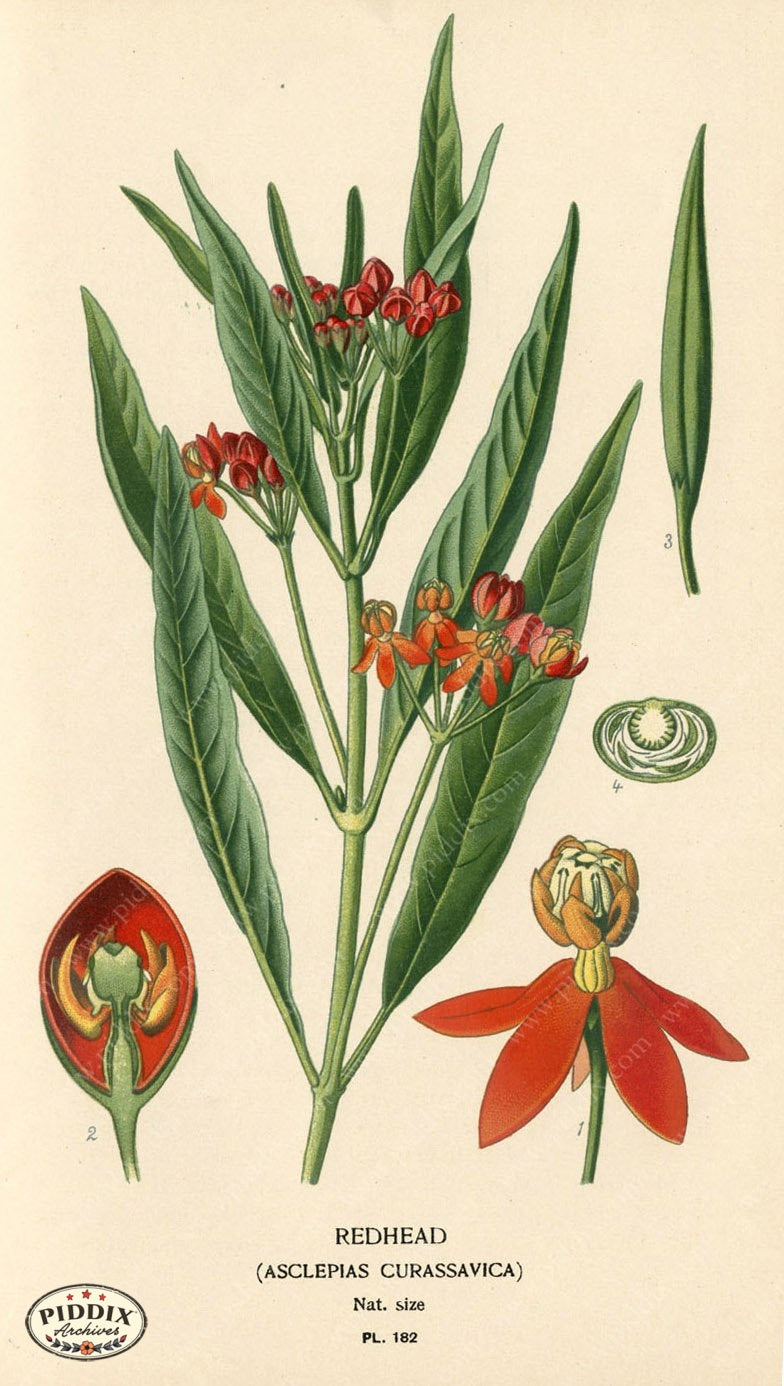 Flowers Pdxc4029 Color Illustration