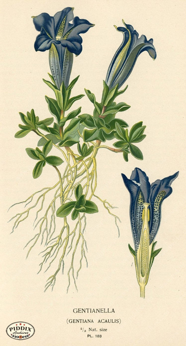 Flowers Pdxc4030 Color Illustration