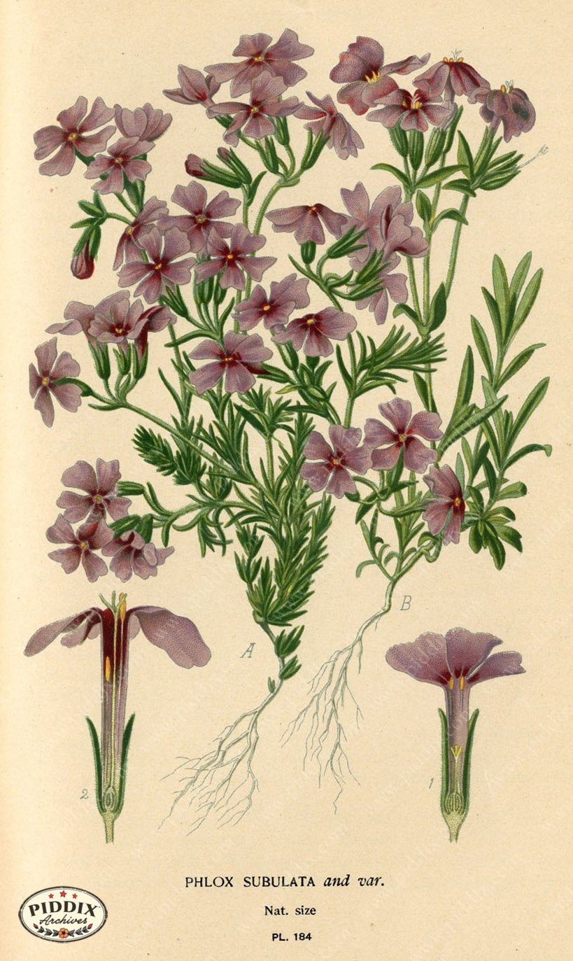 Flowers Pdxc4031 Color Illustration