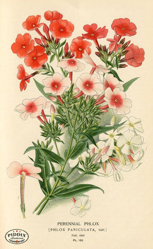 Flowers Pdxc4032 Color Illustration