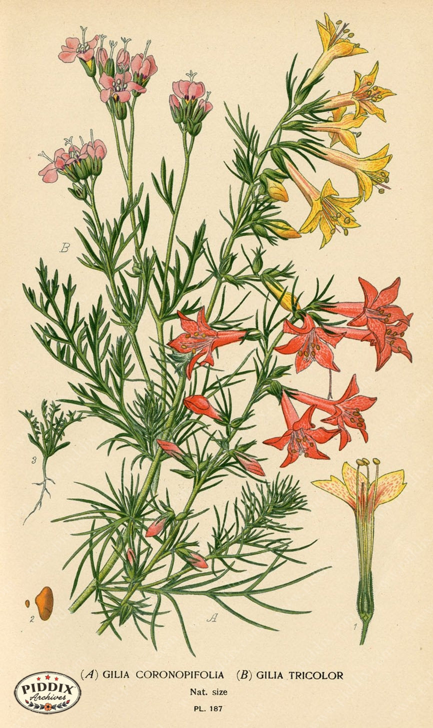 Flowers Pdxc4034 Color Illustration