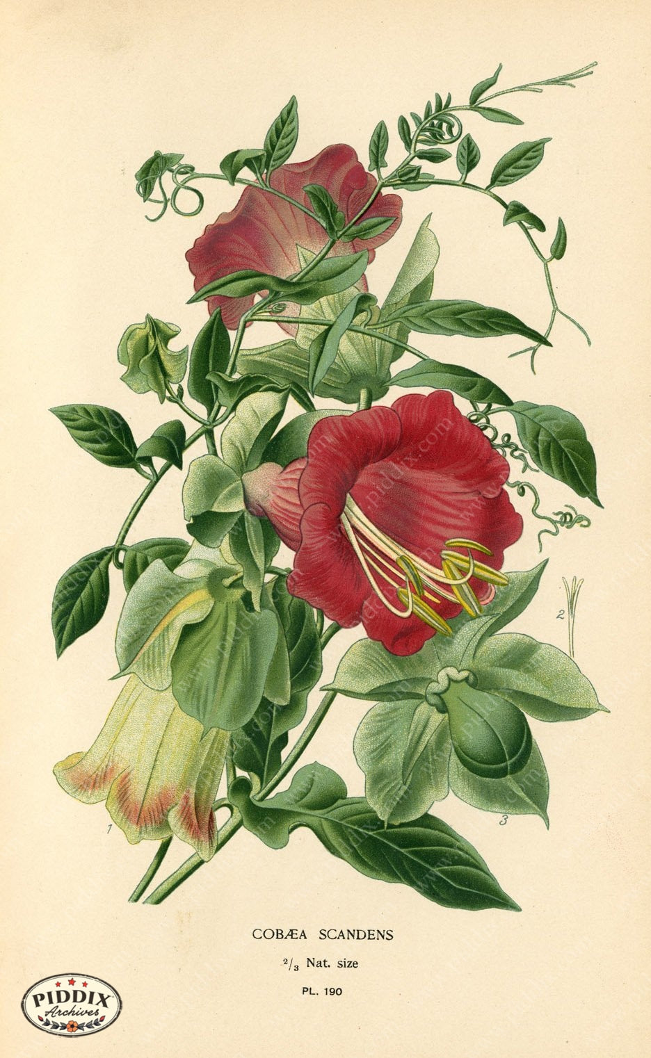 Flowers Pdxc4037 Color Illustration