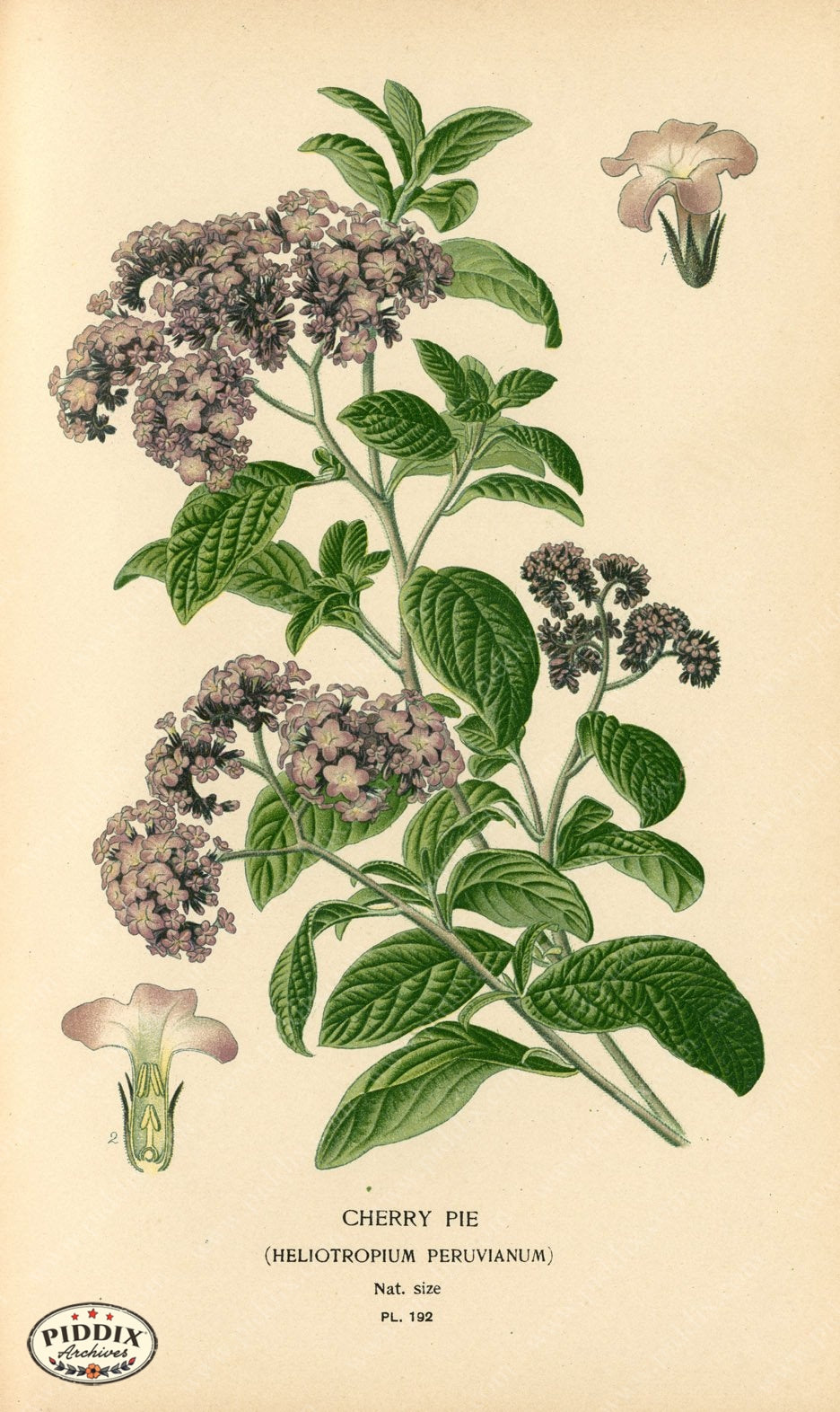 Flowers Pdxc4039 Color Illustration