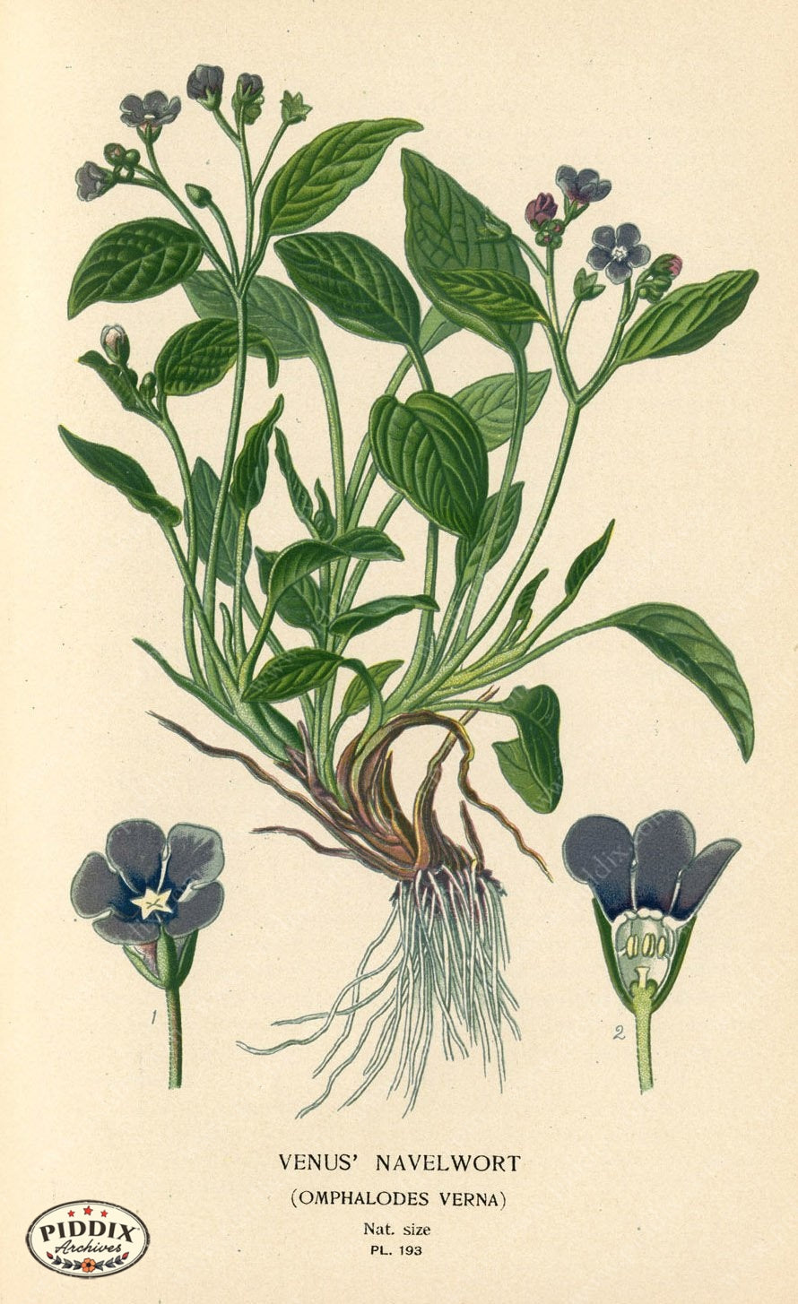 Flowers Pdxc4040 Color Illustration