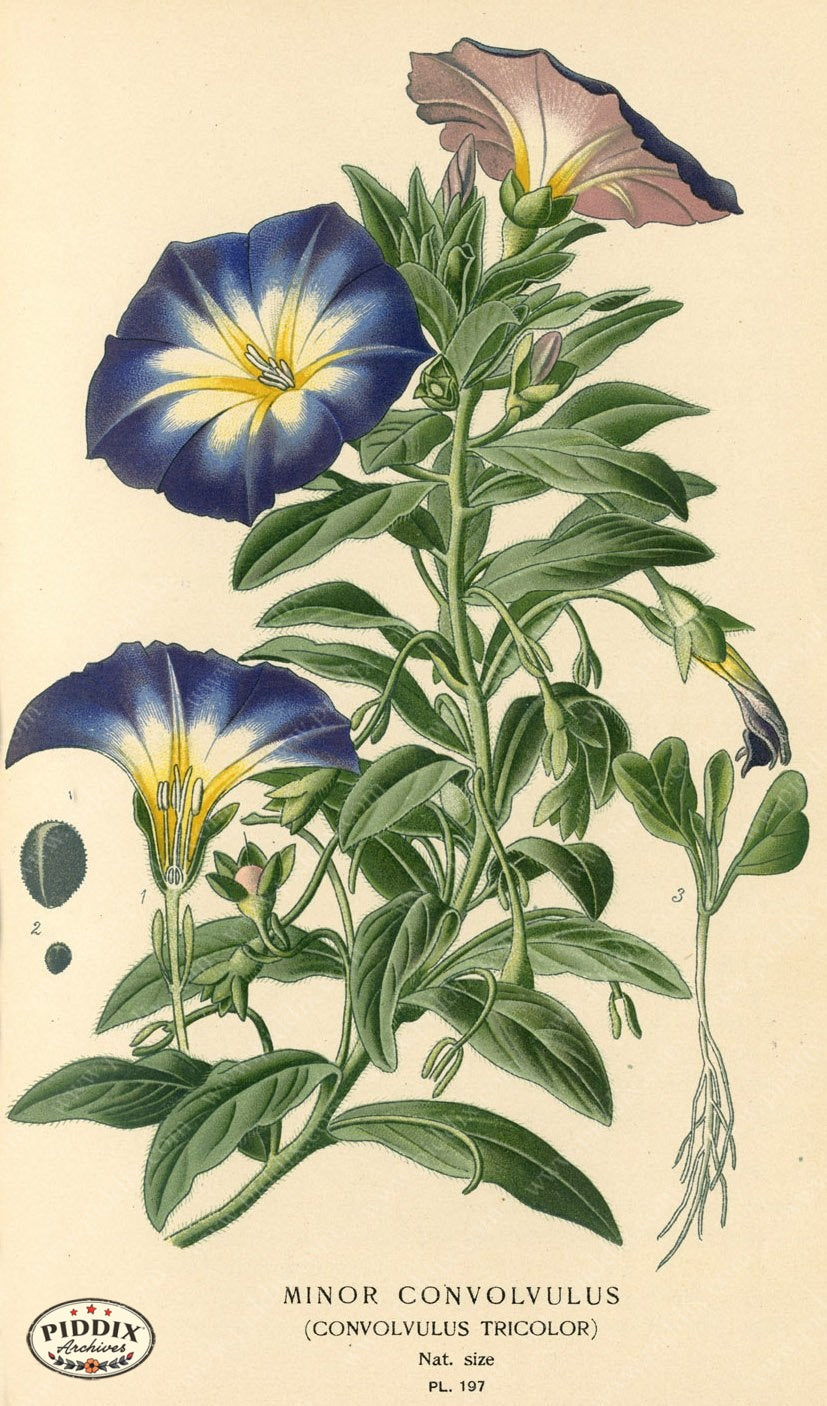 Flowers Pdxc4044 Color Illustration