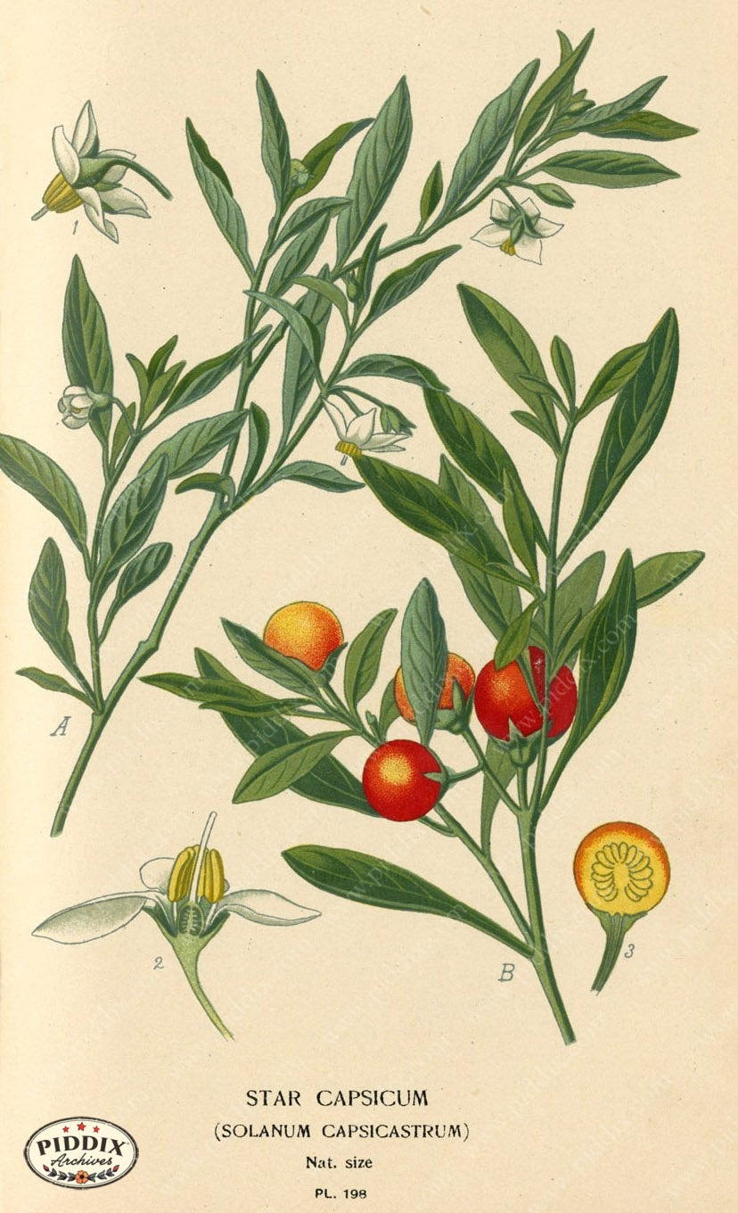 Flowers Pdxc4045 Color Illustration