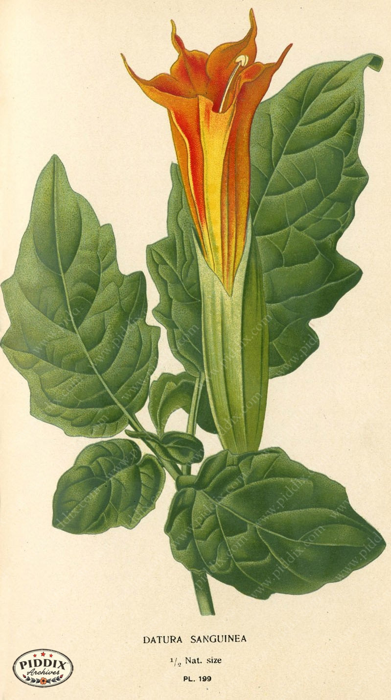 Flowers Pdxc4046 Color Illustration