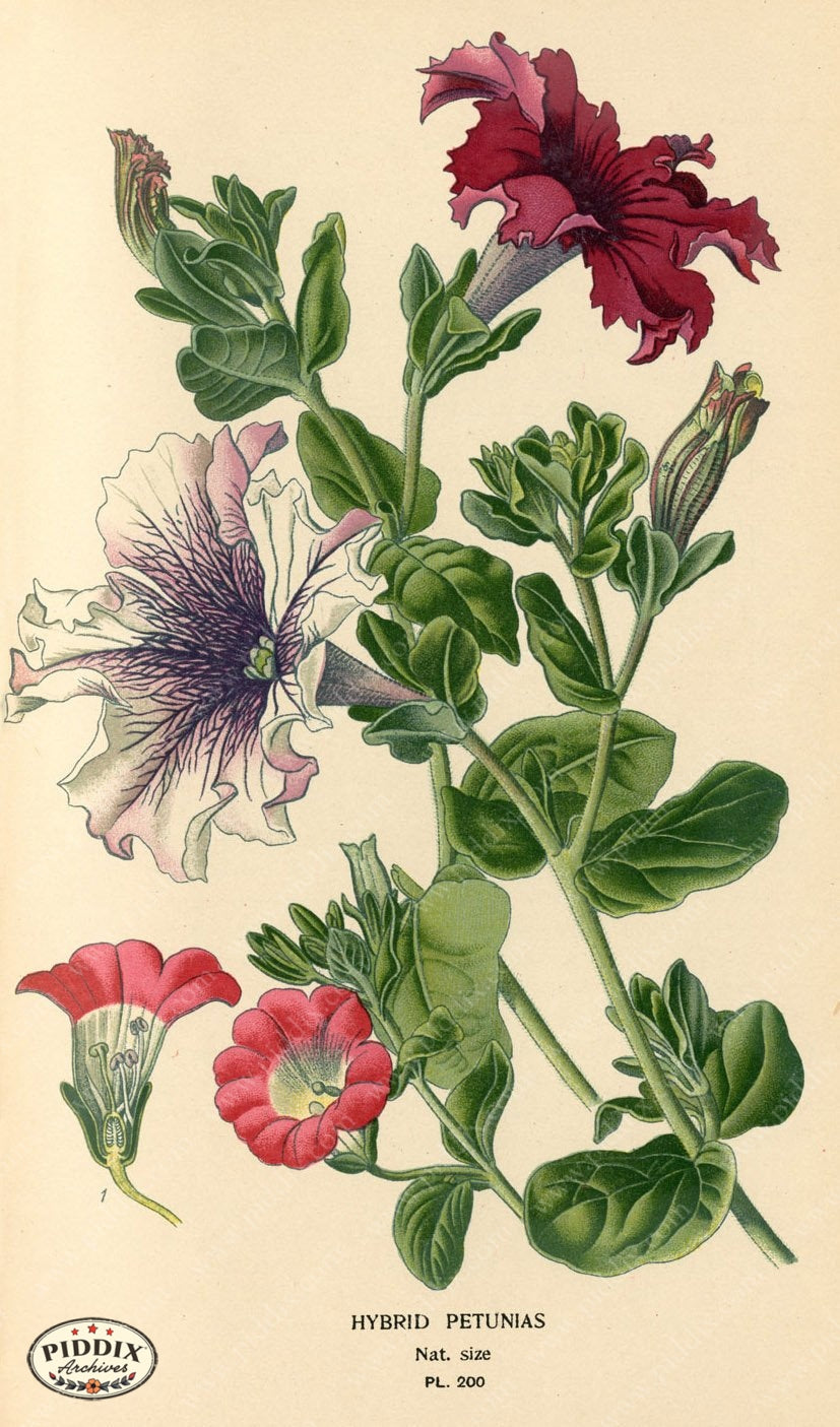 Flowers Pdxc4047 Color Illustration