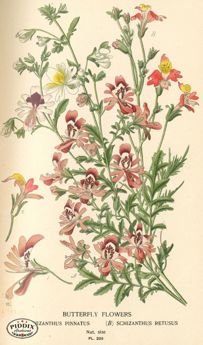 Flowers Pdxc4049 Color Illustration
