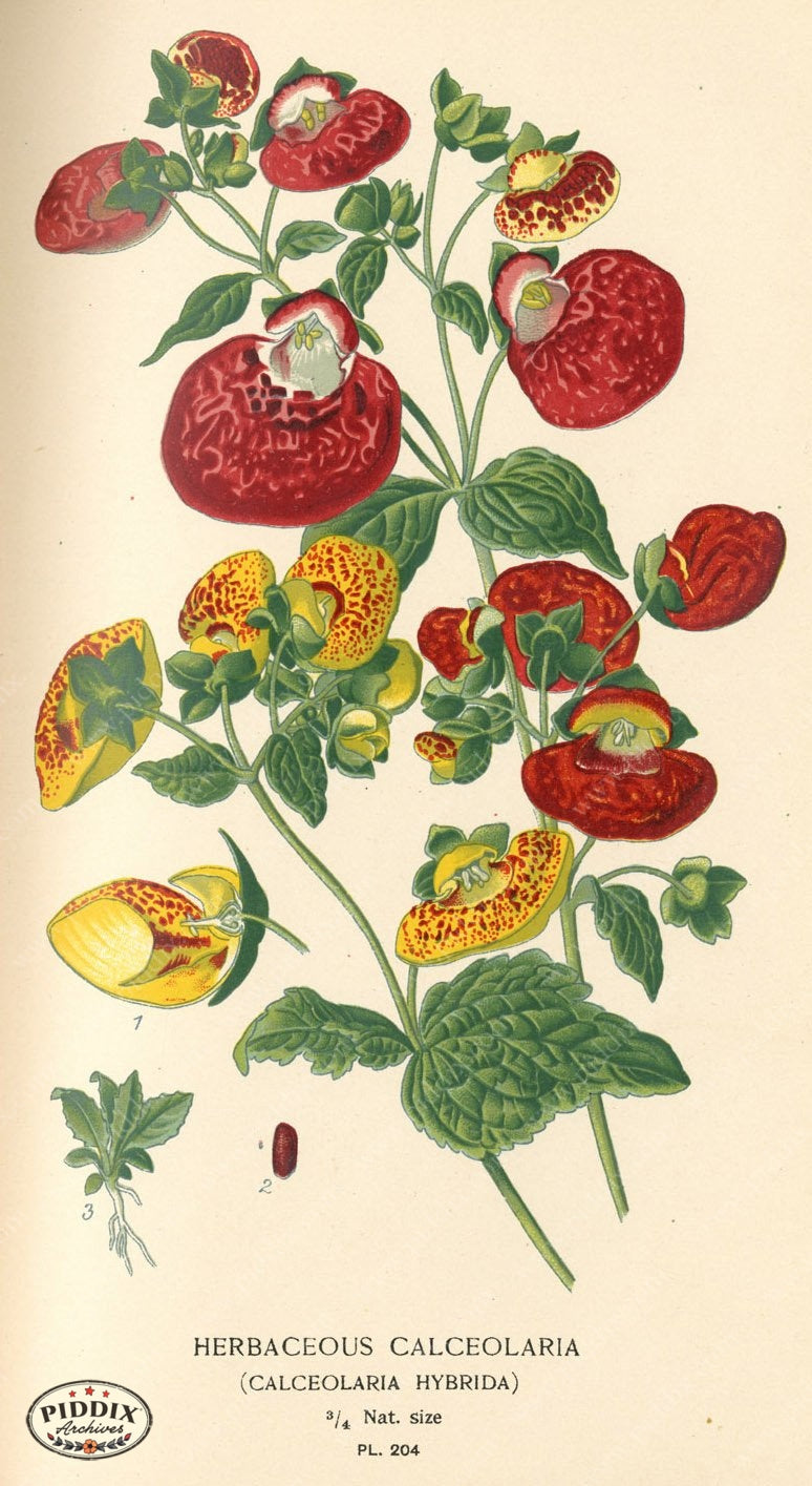 Flowers Pdxc4050 Color Illustration