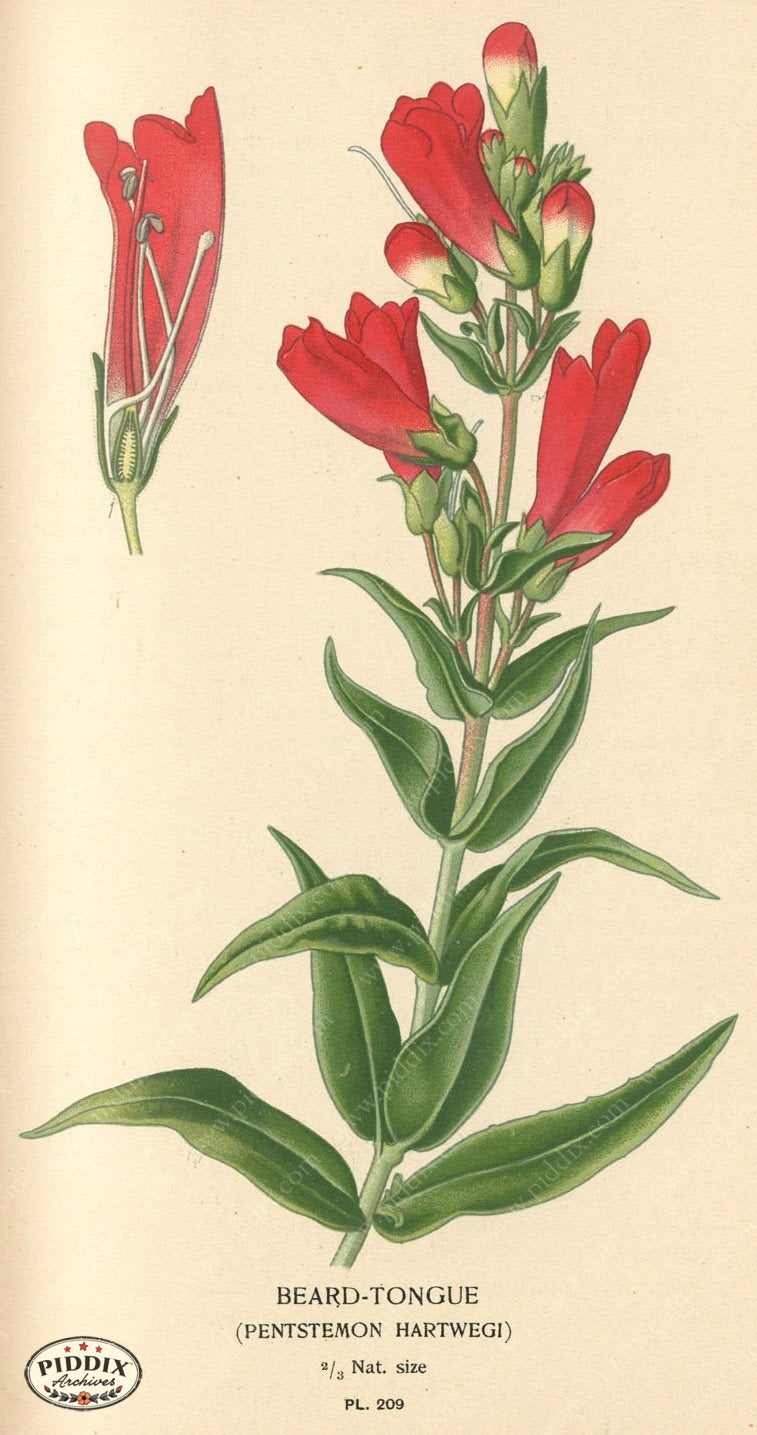 Flowers Pdxc4054 Color Illustration