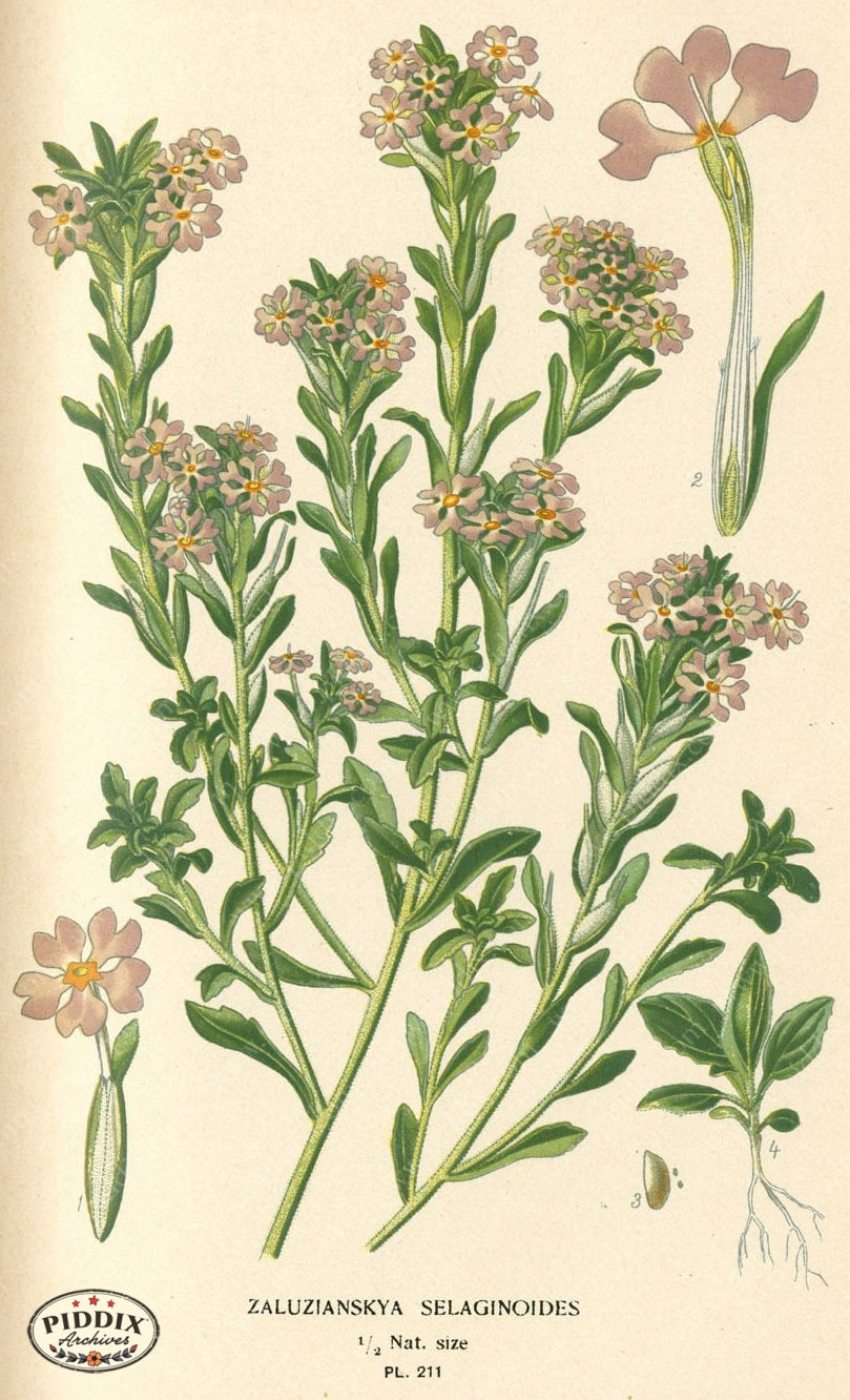 Flowers Pdxc4056 Color Illustration