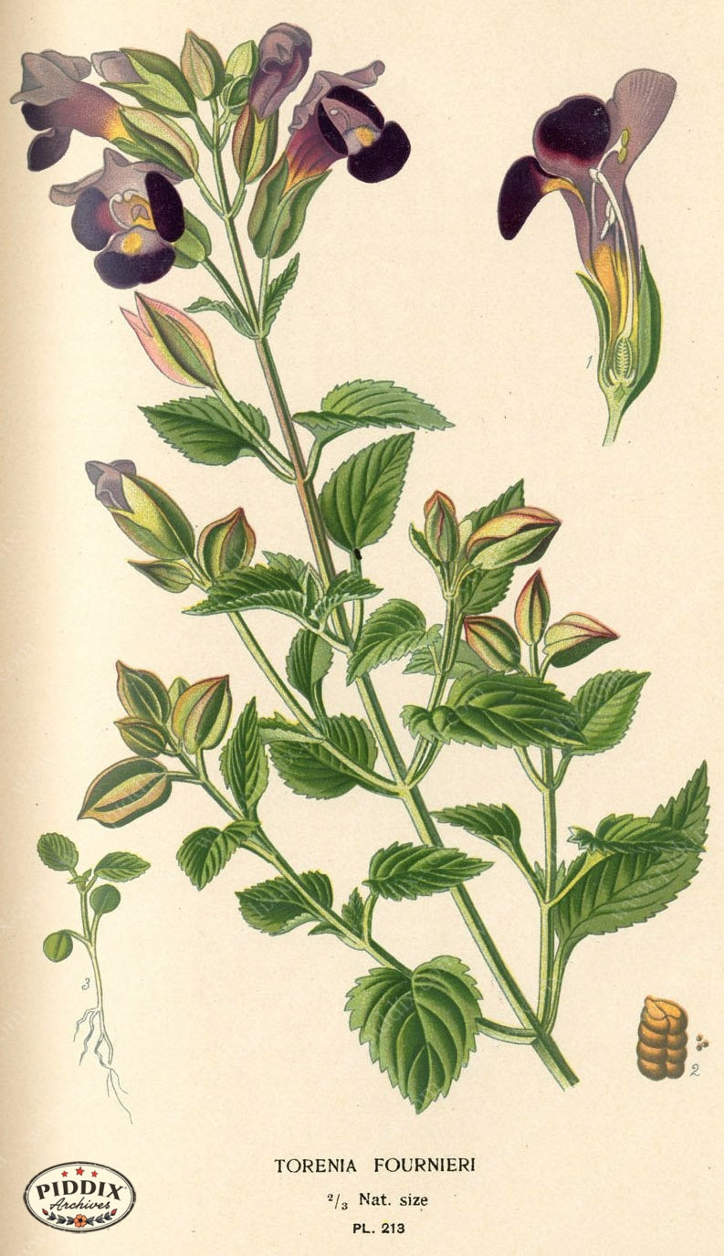 Flowers Pdxc4058 Color Illustration