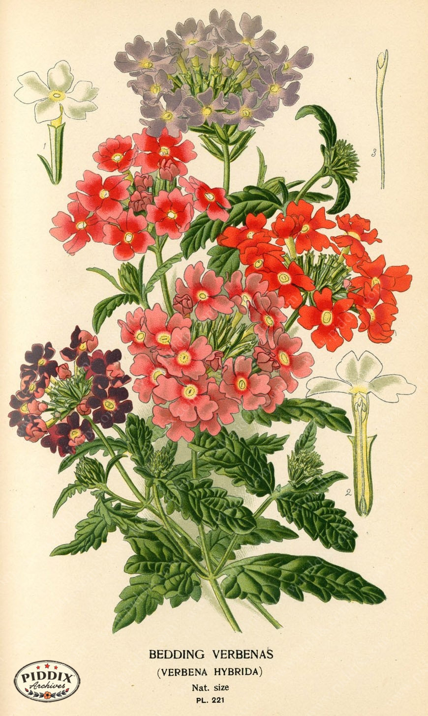 Flowers Pdxc4066 Color Illustration