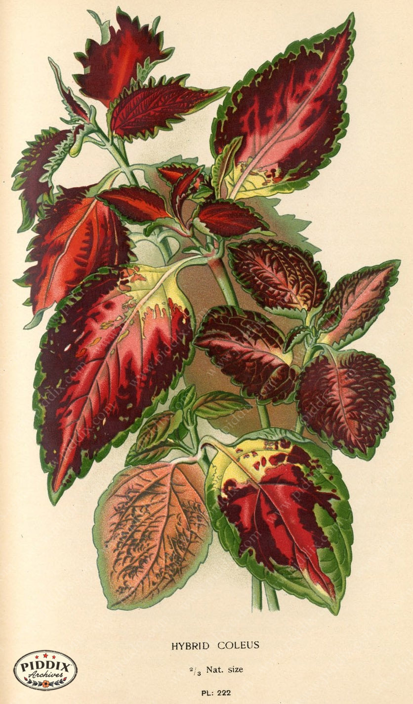 Flowers Pdxc4067 Color Illustration