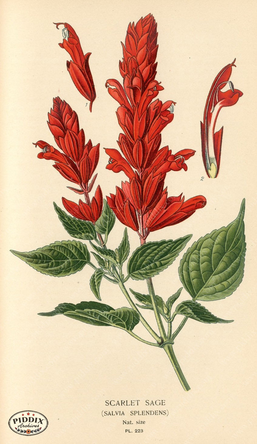 Flowers Pdxc4068 Color Illustration