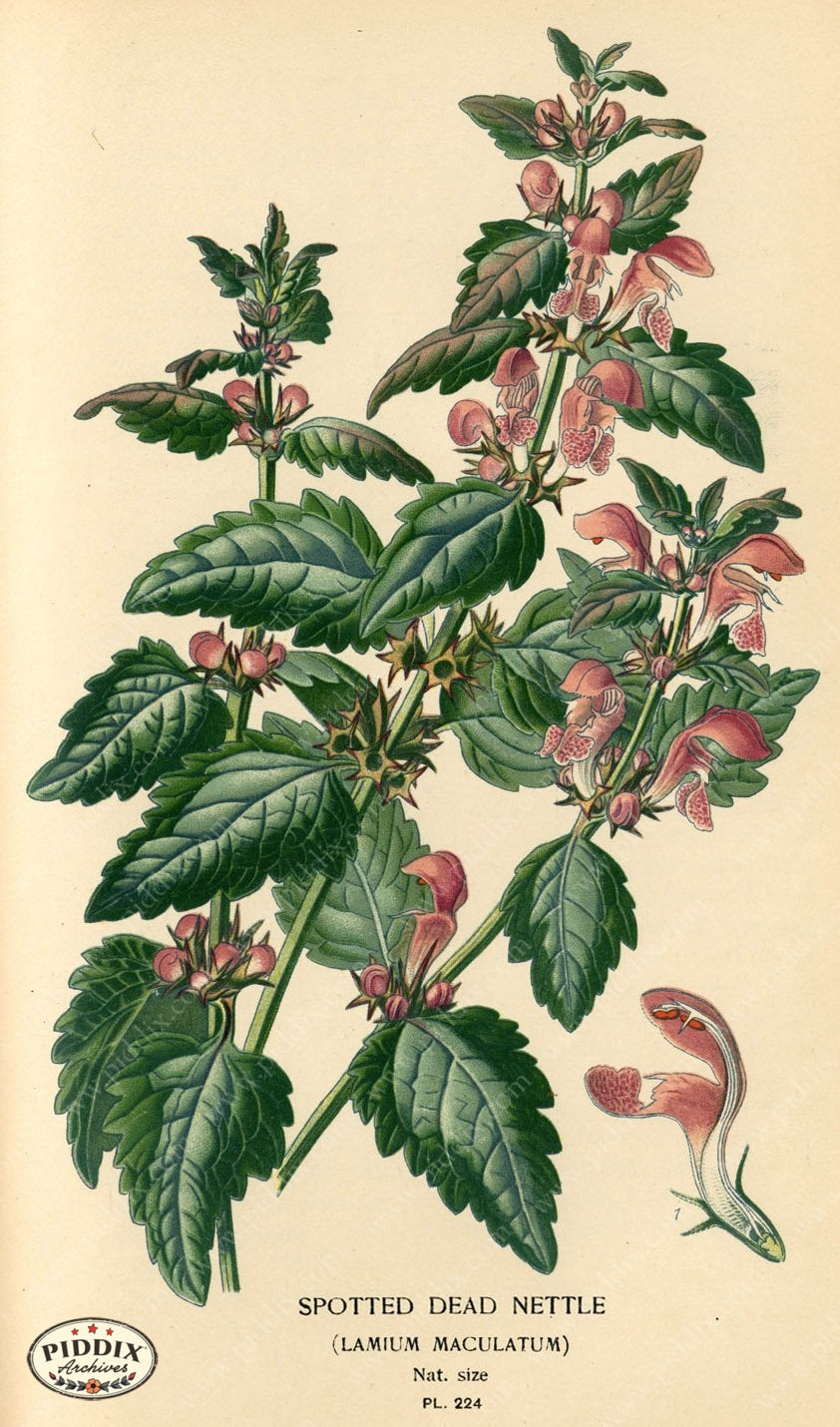 Flowers Pdxc4069 Color Illustration