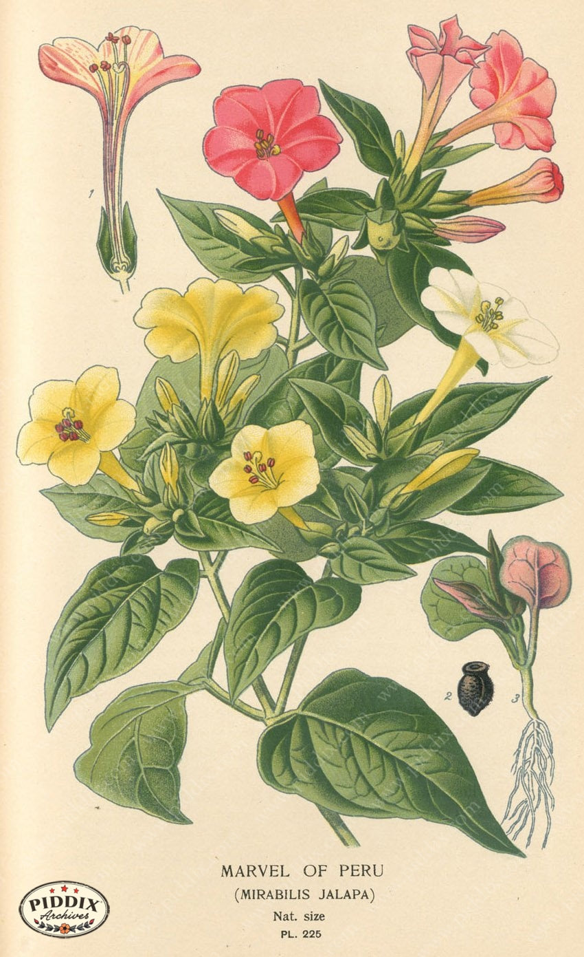 Flowers Pdxc4070 Color Illustration