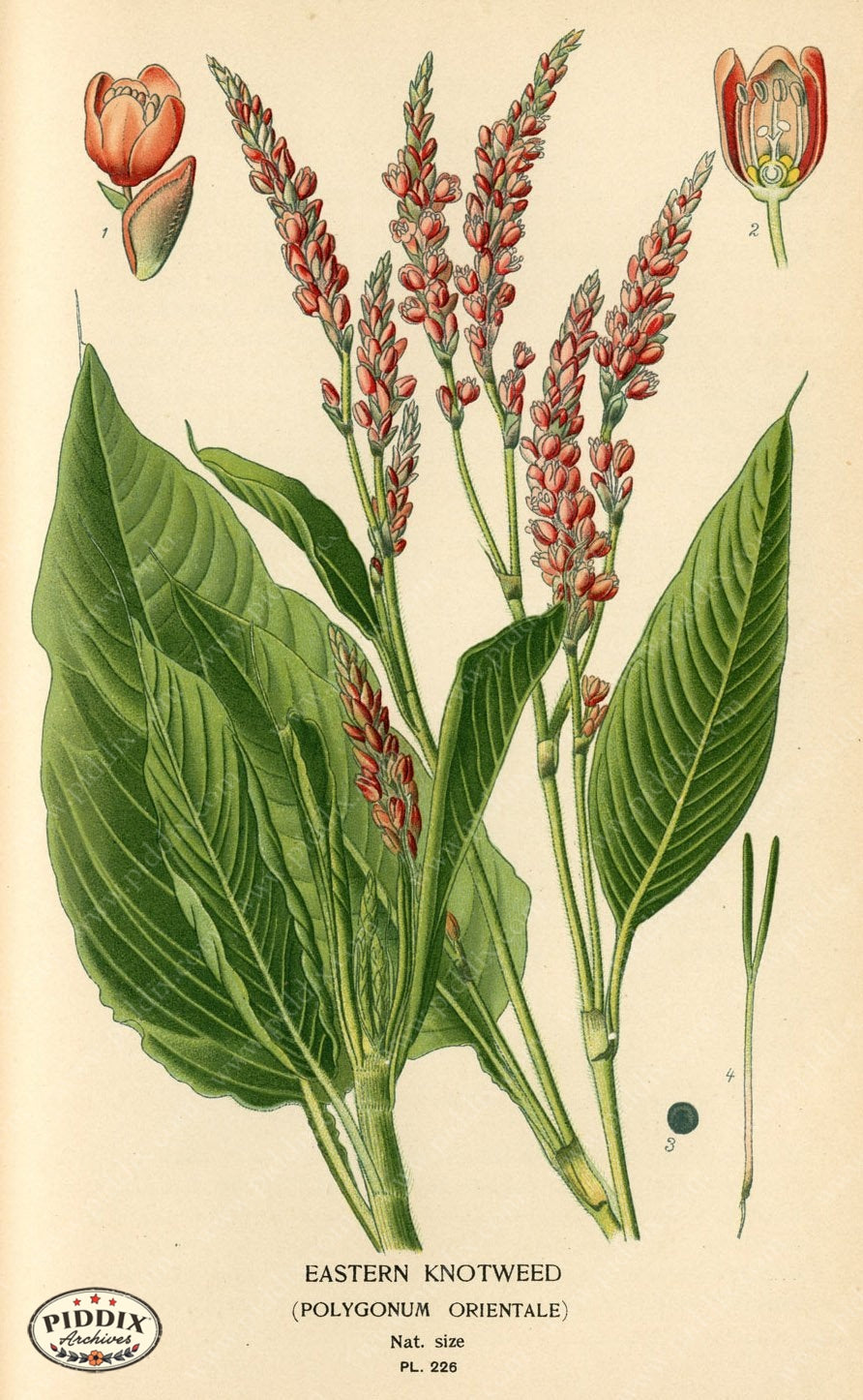 Flowers Pdxc4071 Color Illustration